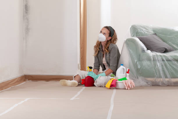 Trusted Basement Mold Remediation service in North Arlington, NJ - Cheap Mold Removal