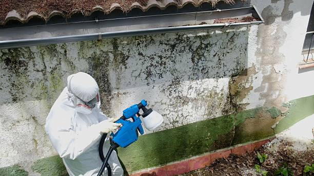 Trusted Mold Inspection service in North Arlington, NJ - Cheap Mold Removal